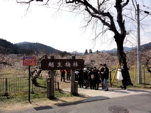 越生梅林入口（門票300日圓）