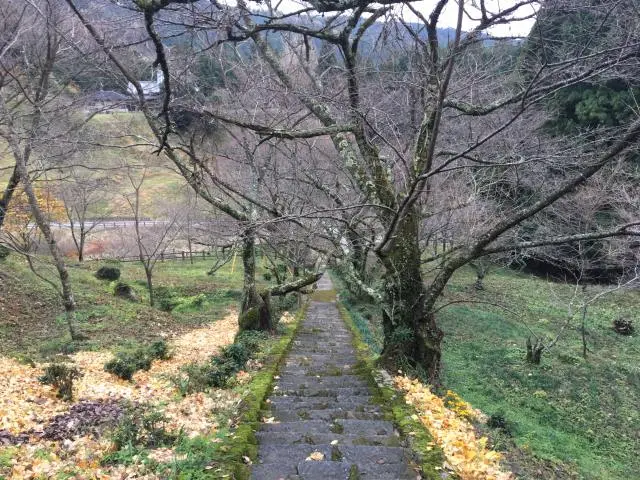 石階的兩旁都是櫻花樹