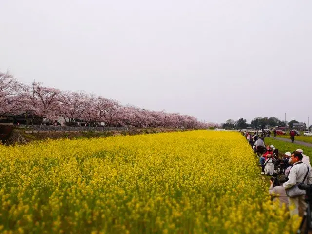 車站附近的第2個平交道，絕佳攝影位置