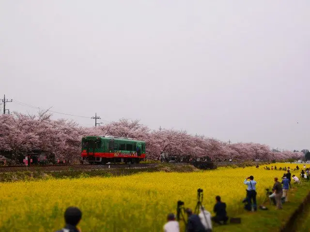 “前菜”的一般列車