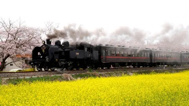 “主菜”的「C11 325」型蒸汽火車登場！