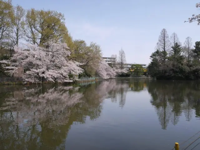 從樹木空隙間可看到列車行經