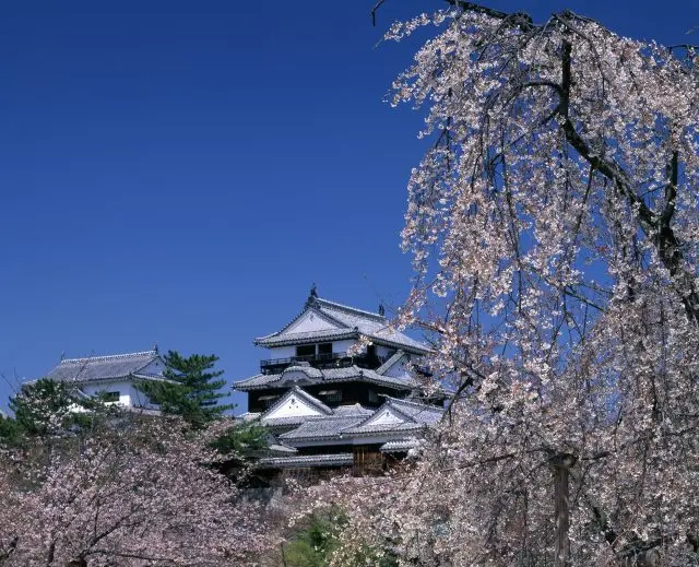 枝垂櫻與松山城