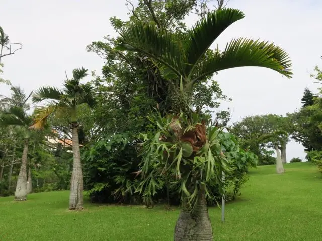 園內有許多珍貴稀有植物