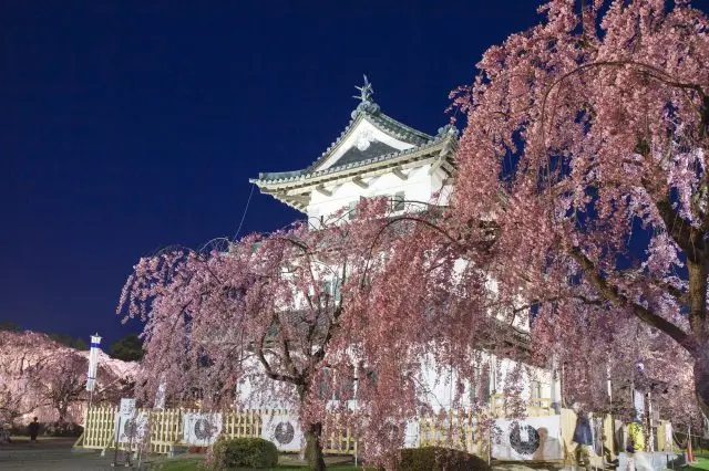 弘前城與櫻花（石牆正在修復中）