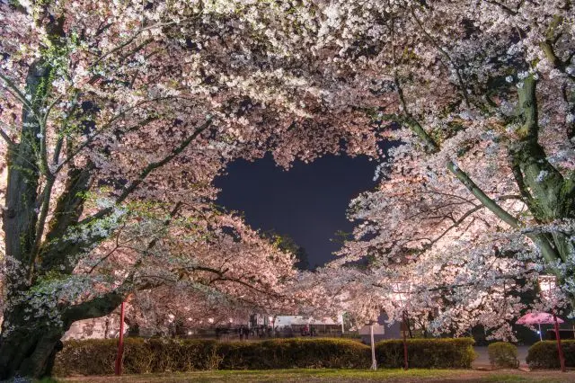 A heart-shaped gap in the cherry blossoms! Try finding this secret spot for yourself.