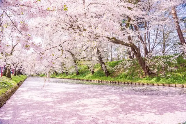One side of the moat covered in pale pink “flower rafts”