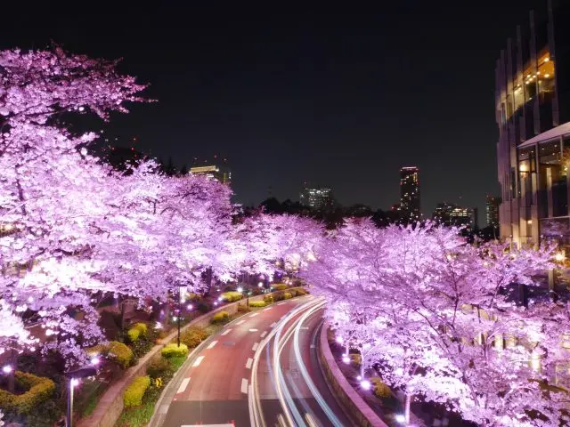 六本木Midtown之樱花