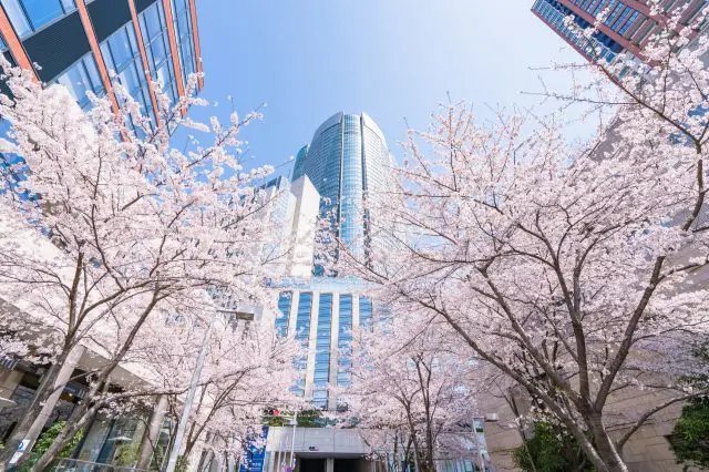 六本木之丘森大樓之櫻花