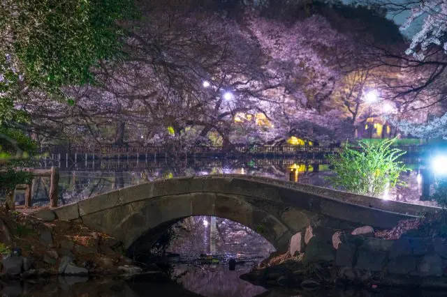 昼間とは異なる趣を感じられる夜桜も美しい
