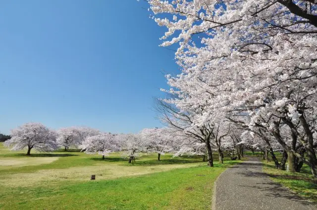 Cherry blossoms await at the Cherry Blossom Gardens in spring.