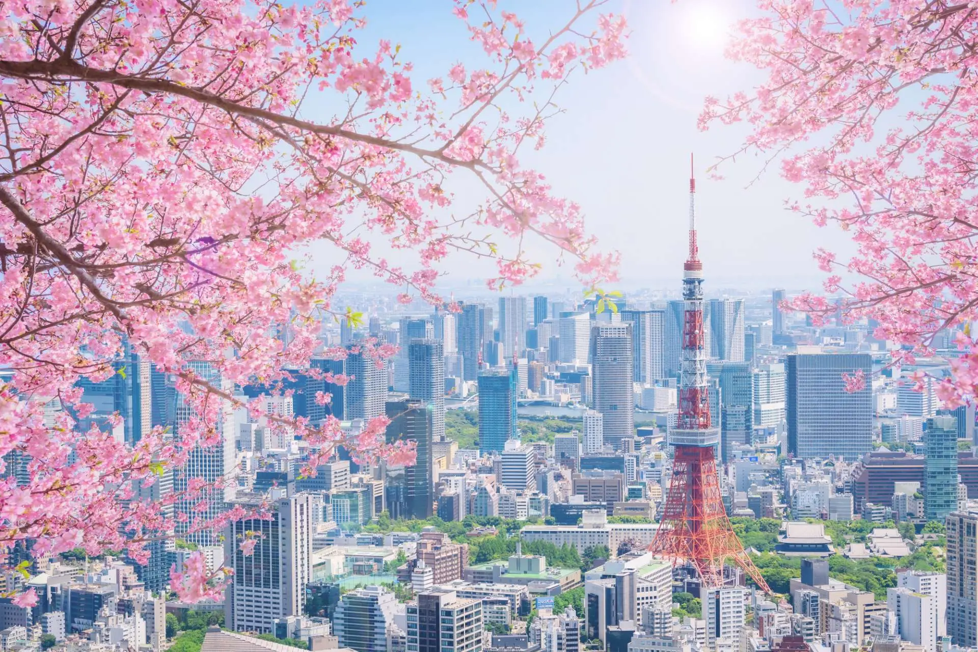Cherry Blossom Tokyo Sights