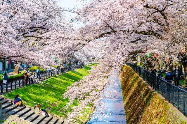 東京都多摩市乞田川 滿開的櫻花並木