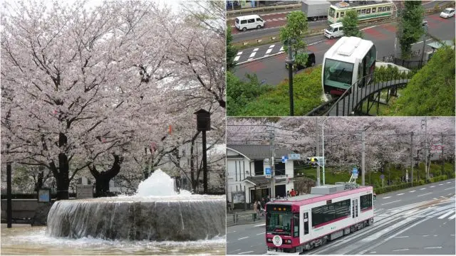 賞櫻期間為每年的3月下旬到4月上旬