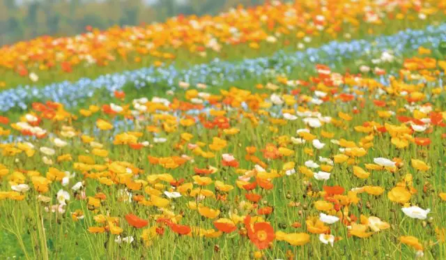 The “Poppy Fair” takes place from early April through early May.