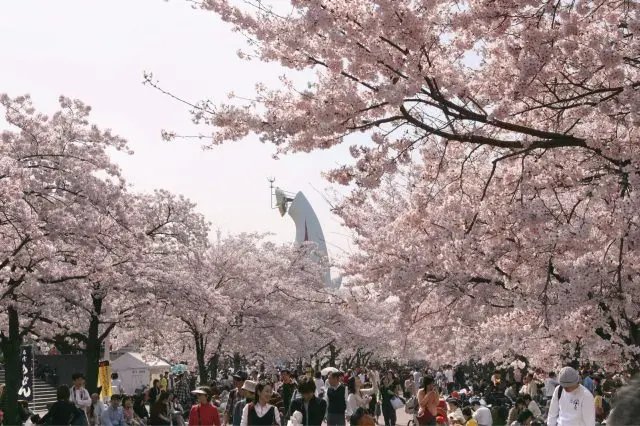 The “Cherry Blossom Festival” is held from late March through early April.