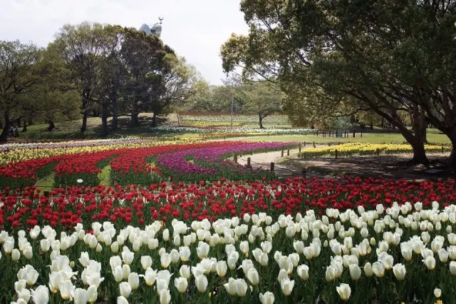 The “Tulip Festa” takes place from early to late April.