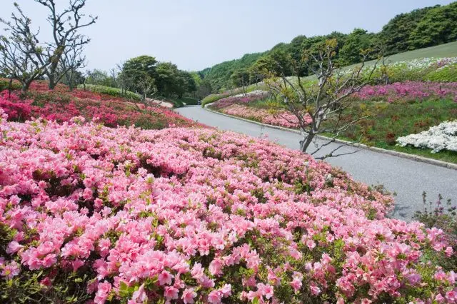Azaleas are at their peak from late April through early May.