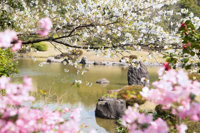 【萬博紀念公園春季指南】大自然的藝術！到萬博紀念公園感受春之美景