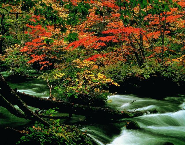 秋季奧入瀨溪流的流水錯綜複雜地流過錦秋之森