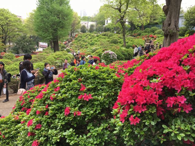 造訪東京根津神社的【文京杜鵑花祭】