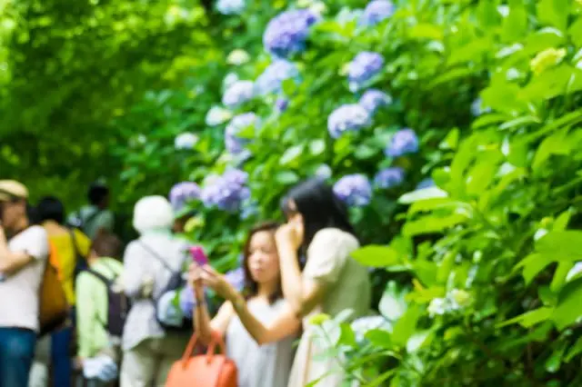 初夏的高幡不動尊金剛寺境內