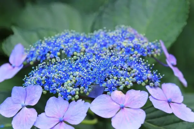 Small buds in the center are the parts that become the flowers.
