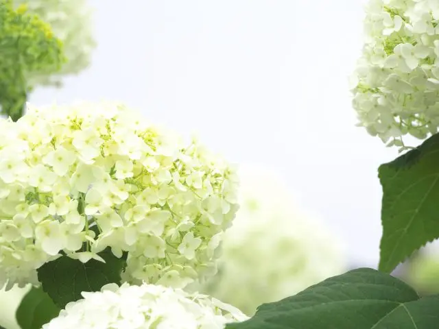 Hydrangeas that change color over time