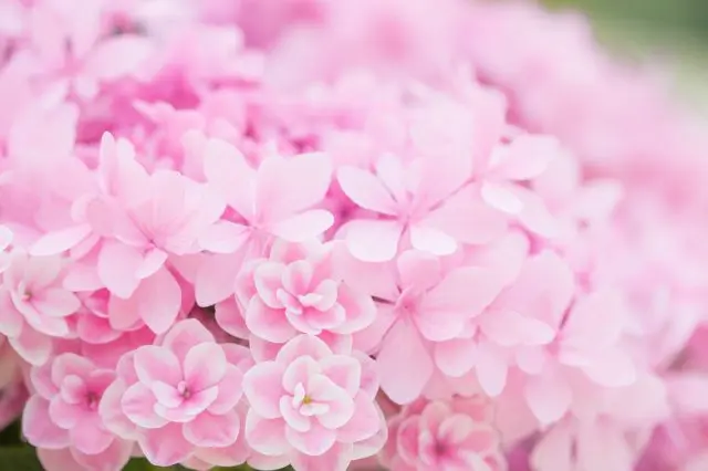 Pink hydrangeas are popular as gifts for Mother's Day.