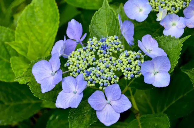 Japanese native Gaku Hydrangea