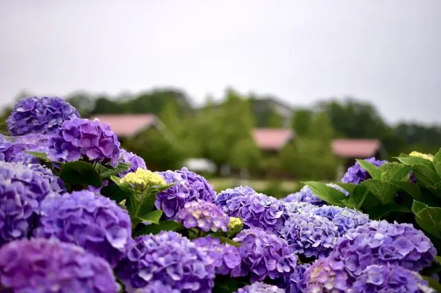 Hydrangea (Western hydrangea), often envisioned when one hears hydrangeas