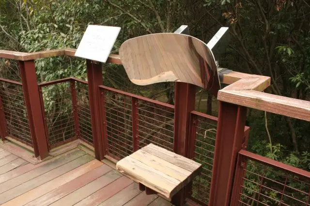 Sound Collector of the woods