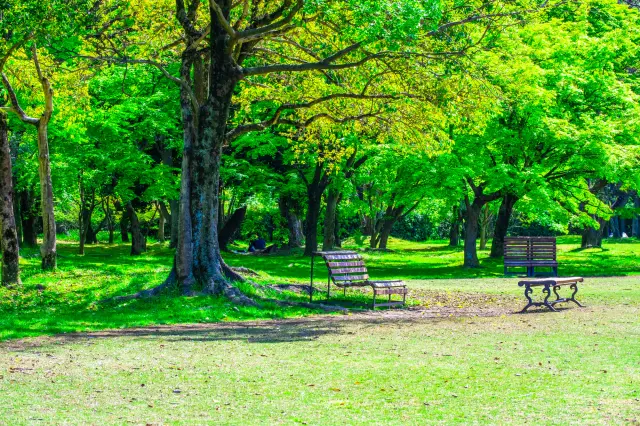 【Osaka】 Natural Arts! Let’s go enjoy fresh green leaves in the Expo ’70 Commemorative Park.