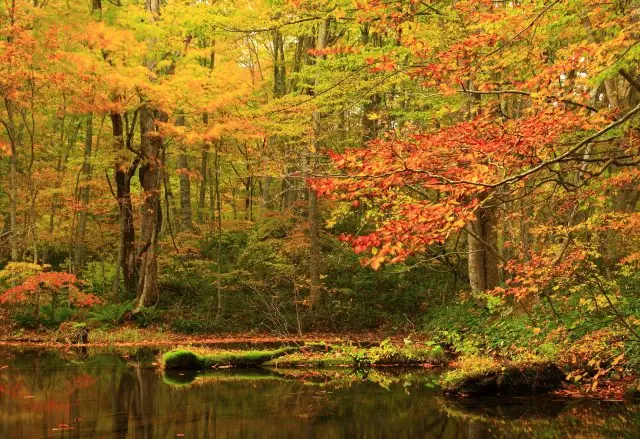 Seven Swamps of Tsuta: Tsuta Swamp