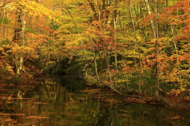 Seven Swamps of Tsuta : Naga Swamp