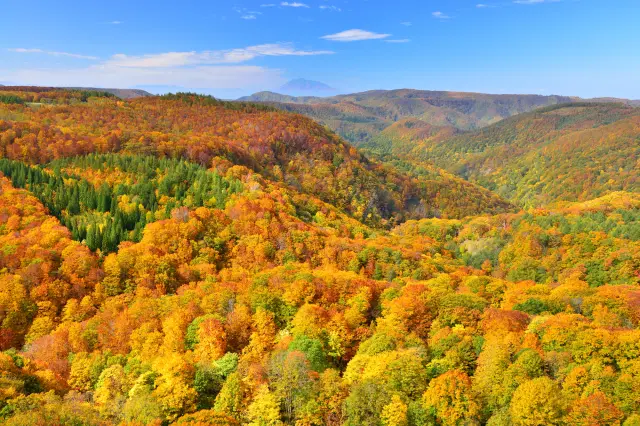 被楓葉染紅的八甲田山