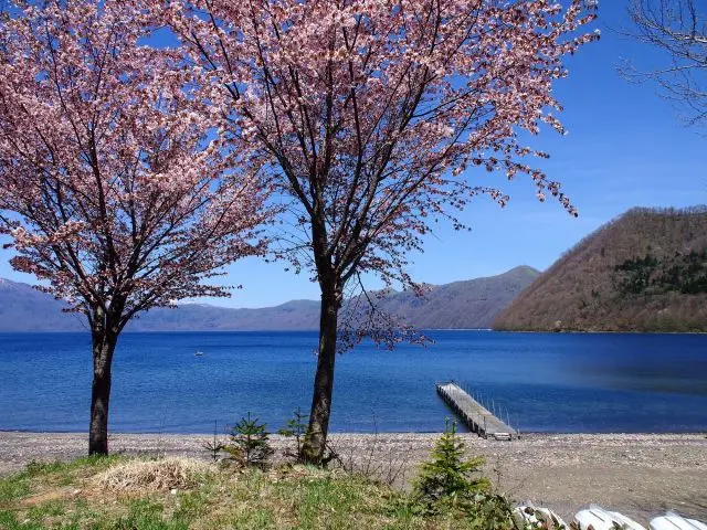 本数が多いわけではないが、支笏湖周辺に咲く桜も美しい