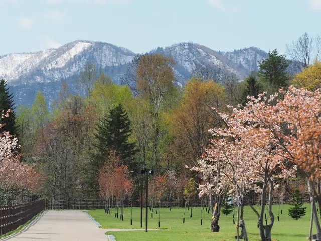 Koganeyu Sakura no Mori Park, adorned with harumomiji and cherry blossoms.
