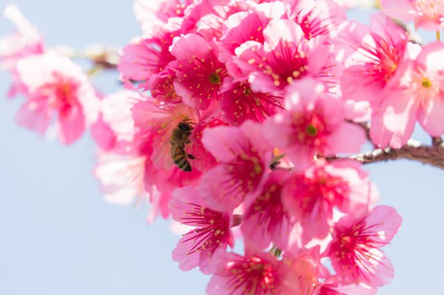 在沖繩能夠看到的櫻花 寒緋櫻