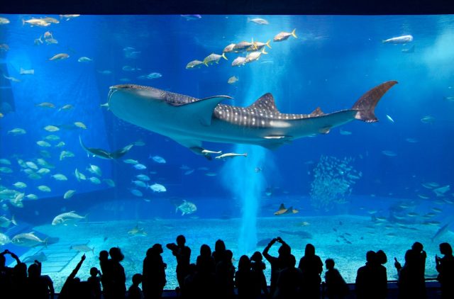 沖繩美麗海水族館