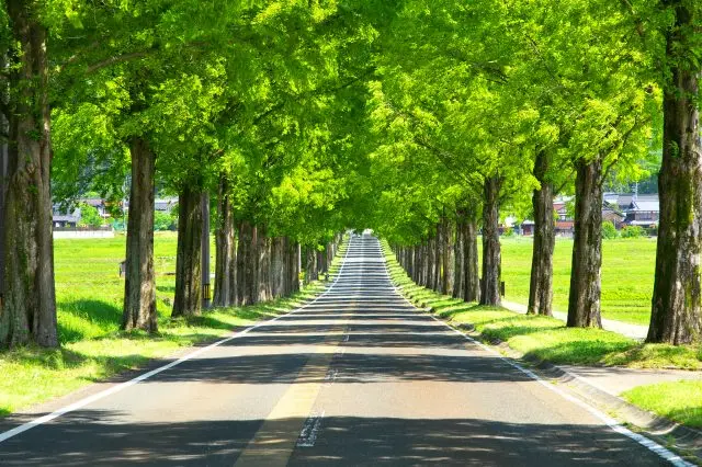 水杉林荫大道 夏