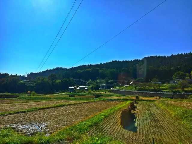 Japanese traditional sunned rice