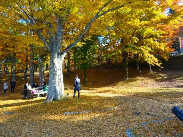 可以在公園內邊野餐邊欣賞紅葉