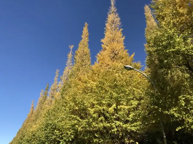 蔚藍的天空和直衝天際的銀杏樹