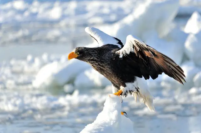 在流冰季節飛來的虎頭海雕