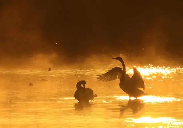 湖面上優雅的天鵝