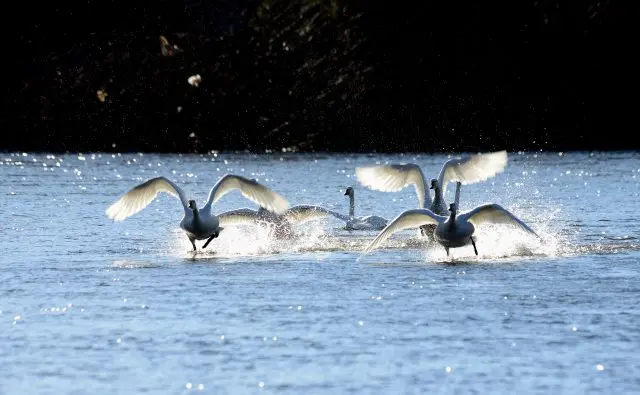 在湖面上戲水玩樂的天鵝