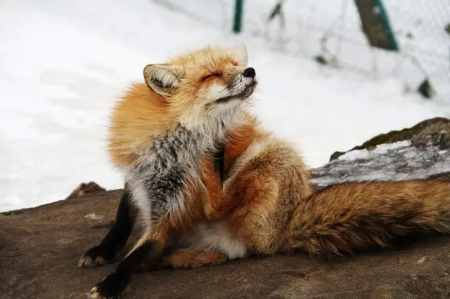 宮城縣藏王狐狸村