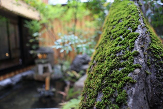 The Japanese Garden