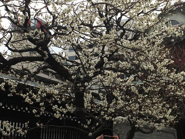 湯島天神的白梅